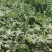 西瓜成熟了，品种是美都，口感纯正甜度高，价格美丽欢迎合作