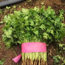 精品香菜，菠菜