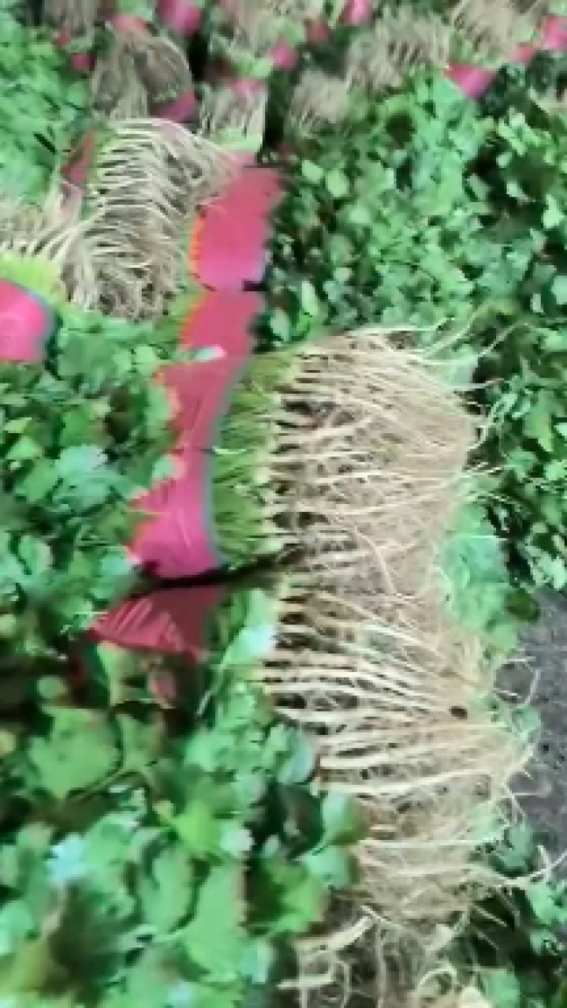 精品香菜，菠菜