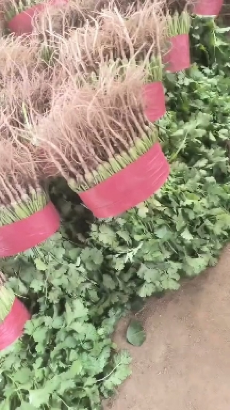 精品香菜，菠菜