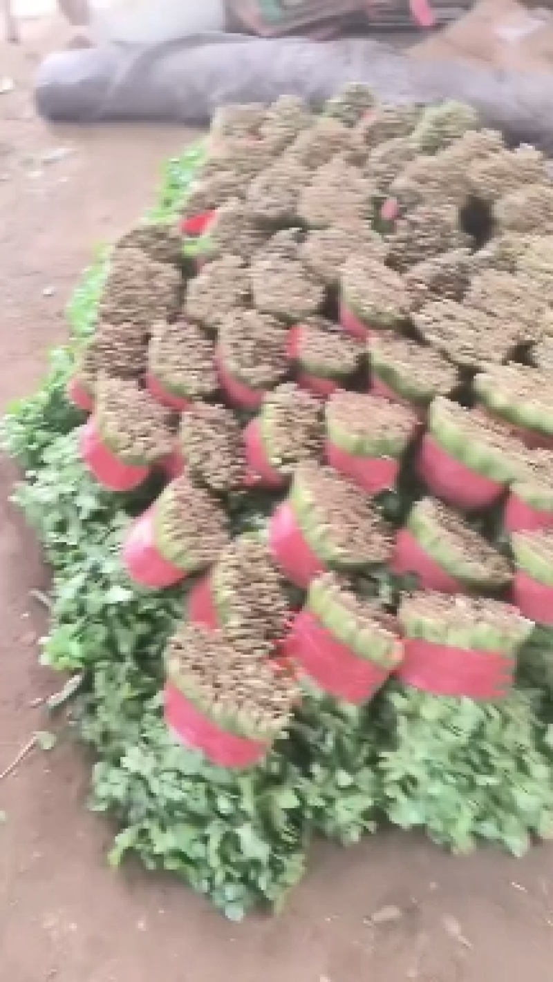 精品香菜，菠菜