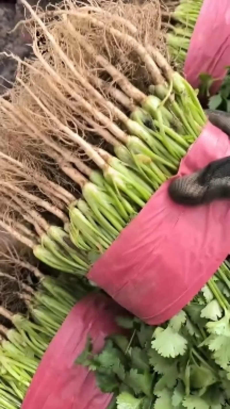 精品香菜，菠菜