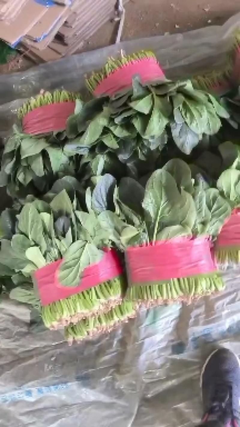 精品香菜，菠菜