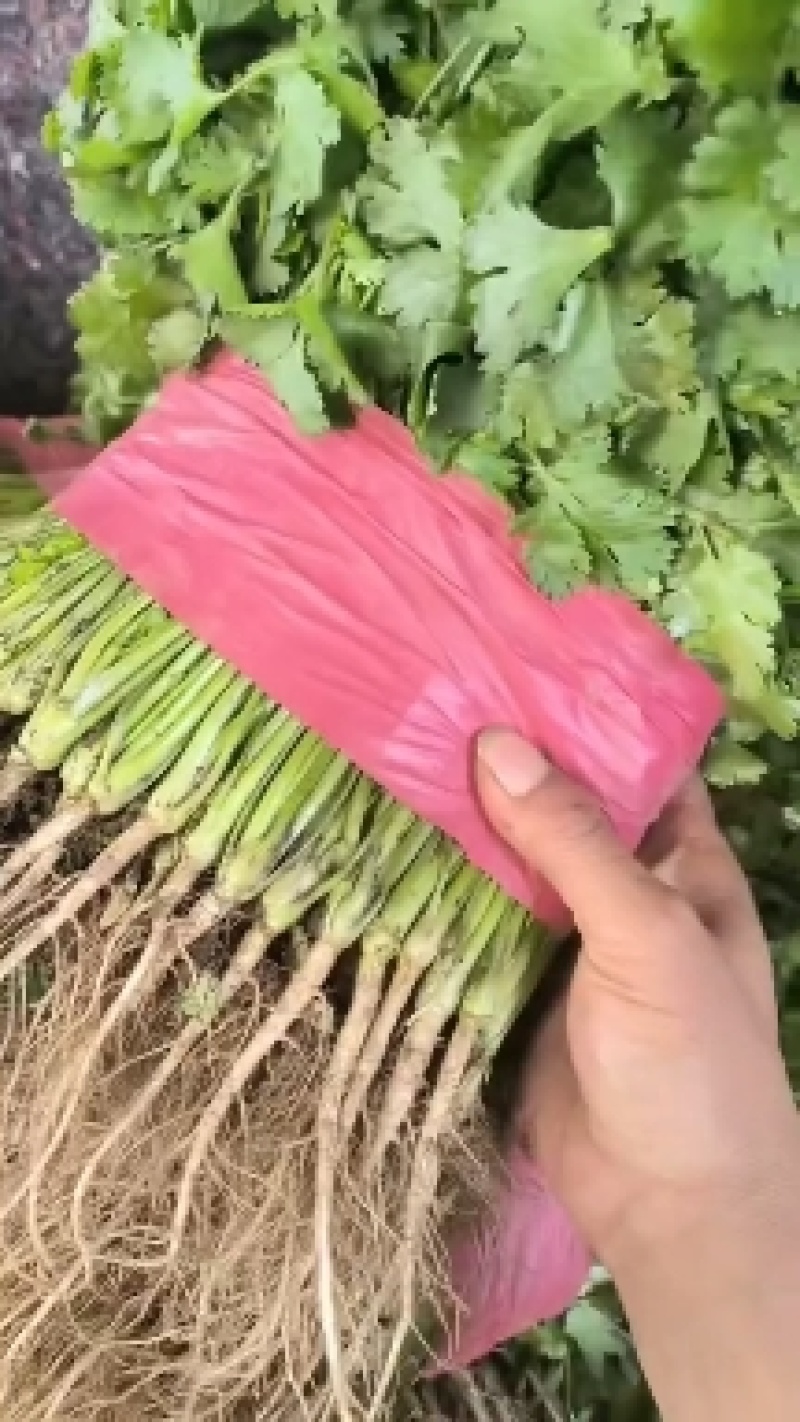 精品香菜，菠菜