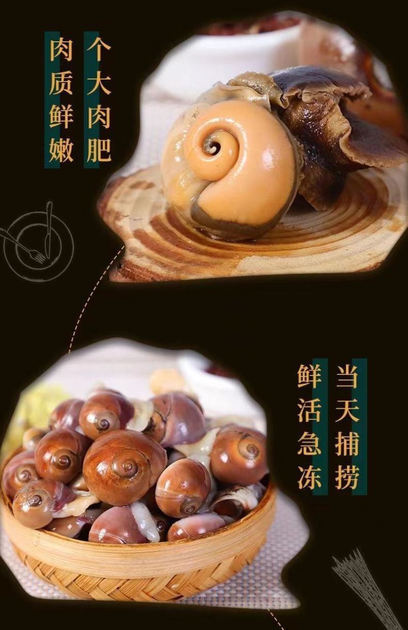 猫眼螺鲜活无泥无沙螺类海产品产地直发