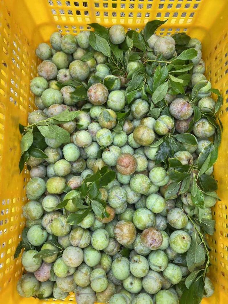 广西三华李大量上市，肉质爽脆，酸甜可口对接商超，社区团购