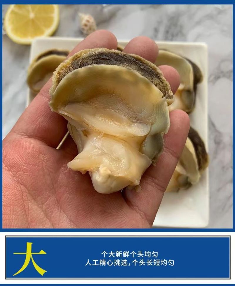新鲜冷冻玉螺肉去内脏深海水产贝类海螺肉海螺肉商用批发