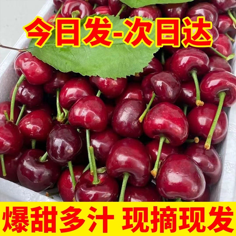 实力山东大樱桃一件代发电商平台对接美团多多供应仓大量现货供应