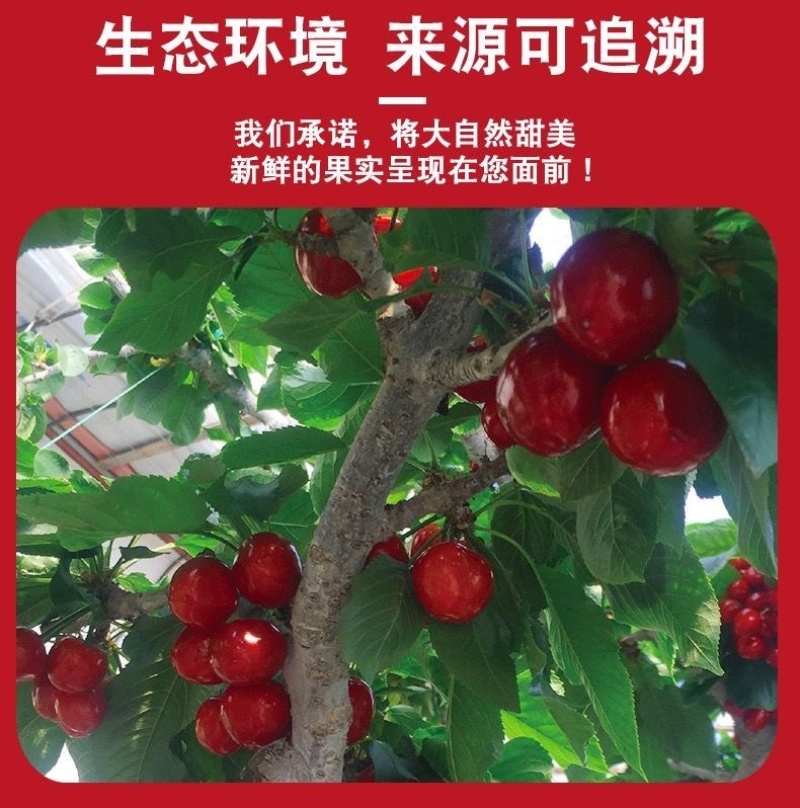 实力山东大樱桃一件代发电商平台对接美团多多供应仓大量现货供应