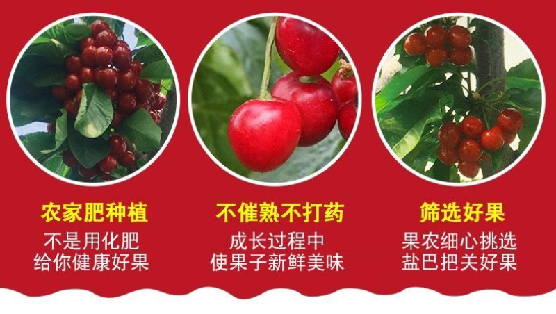实力山东大樱桃一件代发电商平台对接美团多多供应仓大量现货供应