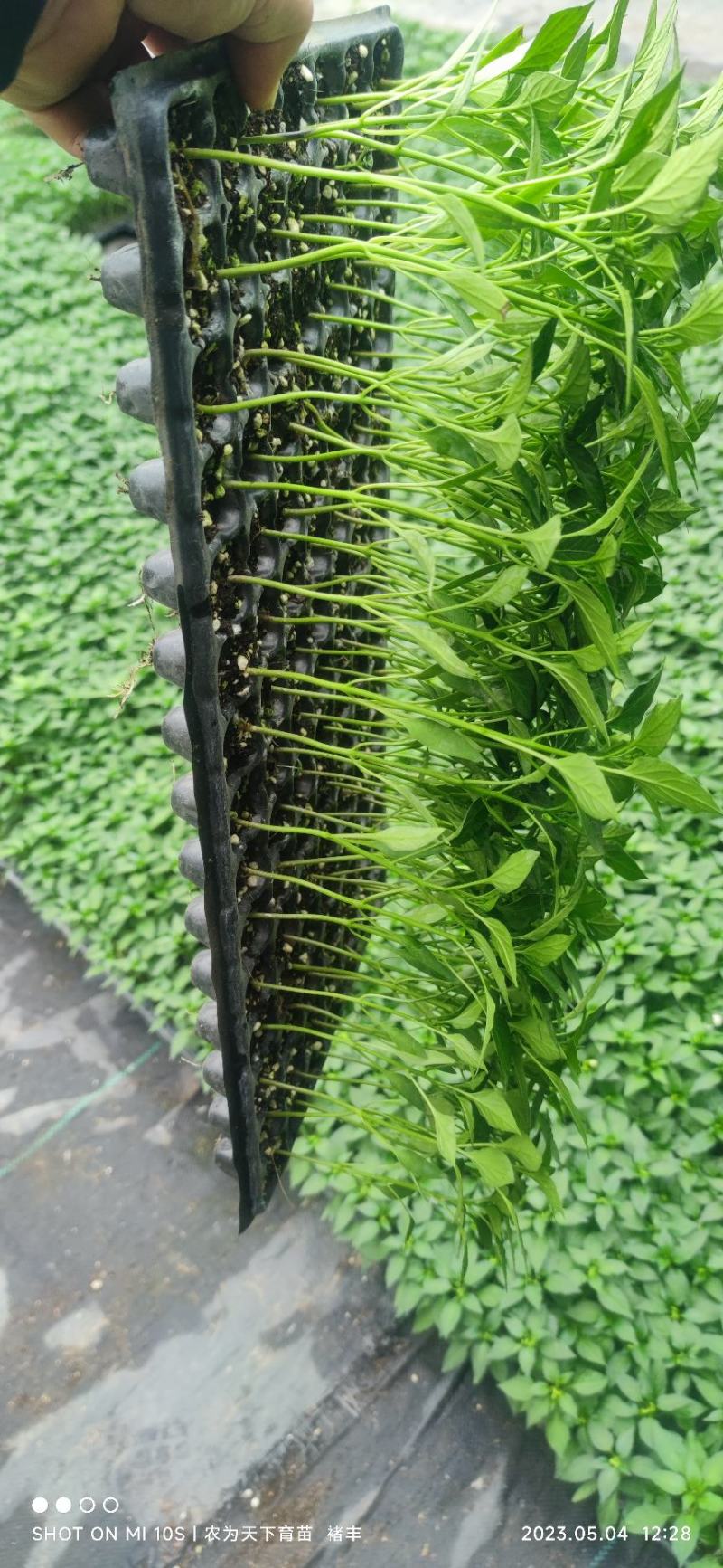热销推荐线椒苗，杂交线椒苗，黑线椒苗，黄皮辣椒苗
