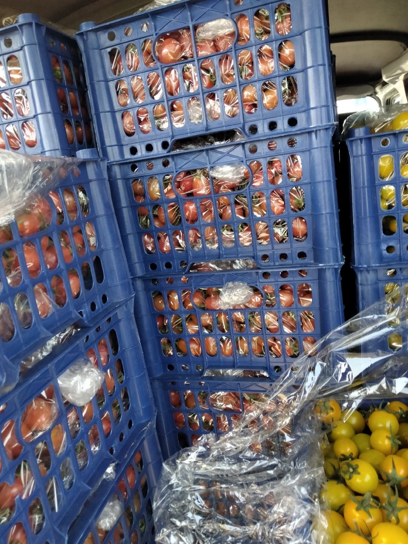 盘锦碱地柿子，一手货源，品类齐全，诚信合作，产地直发