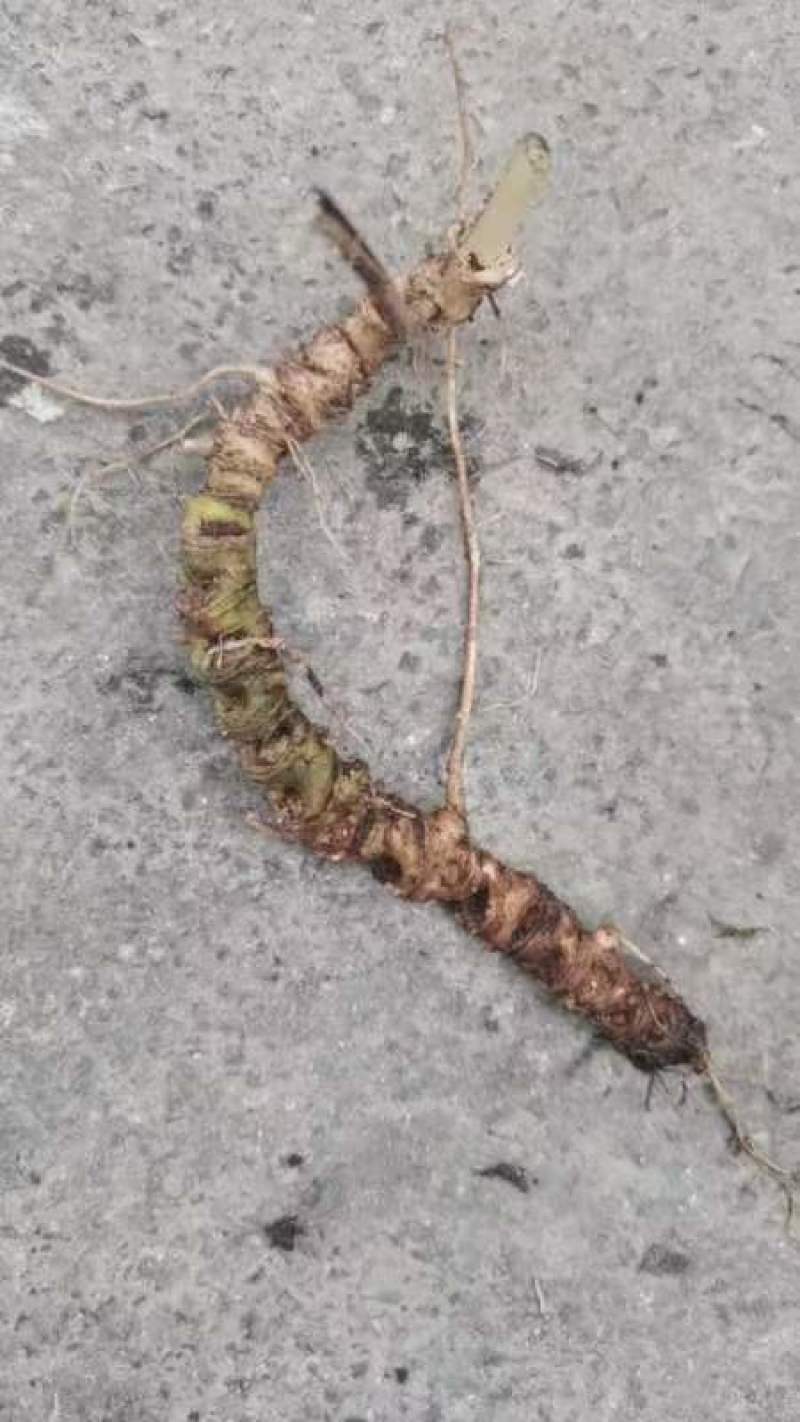 三七野生的新鲜货