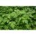 野生细叶艾草种子食用药用靳艾蒿青蒿香青团艾绒驱四季驱蚊草
