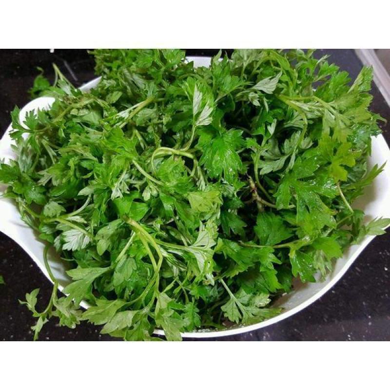 野生细叶艾草种子食用药用靳艾蒿青蒿香青团艾绒驱四季驱蚊草
