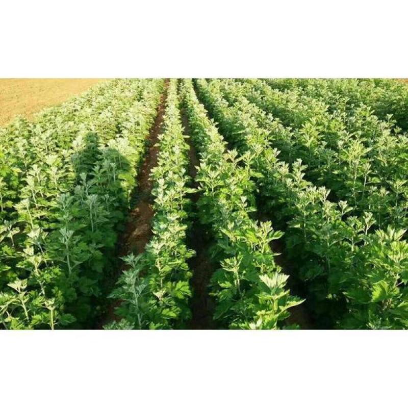 野生细叶艾草种子食用药用靳艾蒿青蒿香青团艾绒驱四季驱蚊草