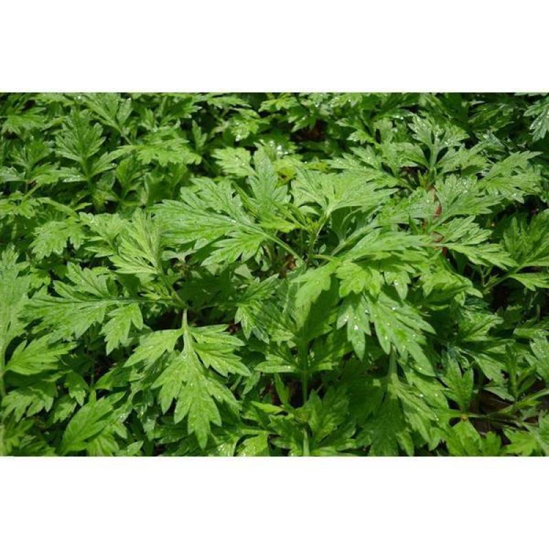 野生细叶艾草种子食用药用靳艾蒿青蒿香青团艾绒驱四季驱蚊草