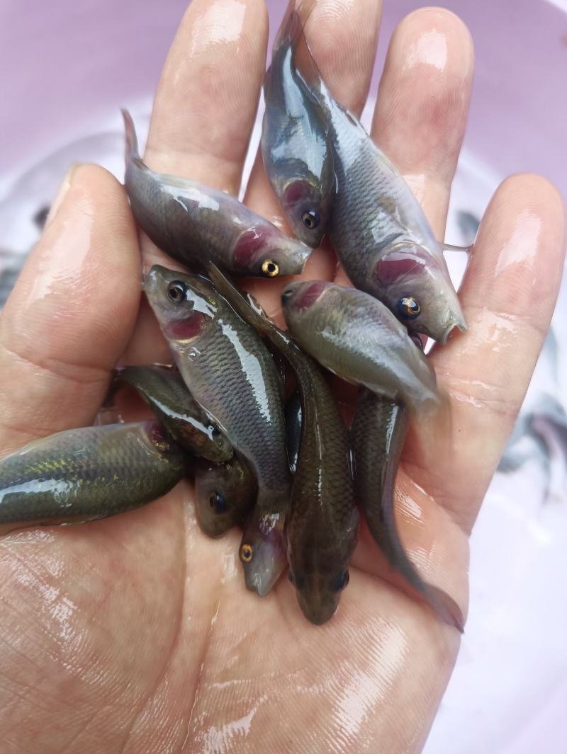 禾花鲤，禾花鲤淡水养殖食用，稻田，鱼塘，山塘，水库，养殖