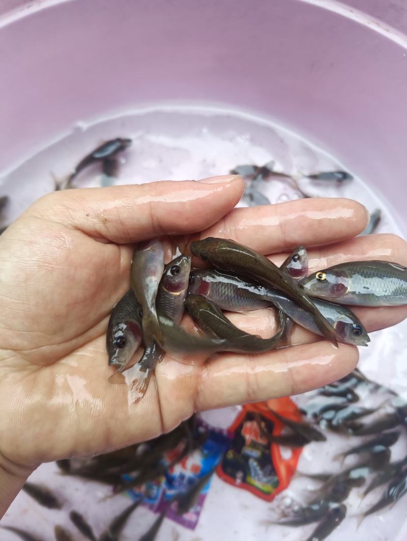 禾花鲤，禾花鲤淡水养殖食用，稻田，鱼塘，山塘，水库，养殖