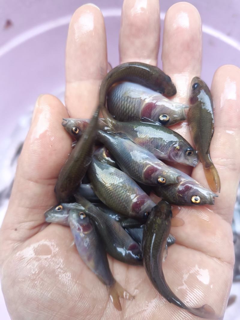 禾花鲤，禾花鲤淡水养殖食用，稻田，鱼塘，山塘，水库，养殖