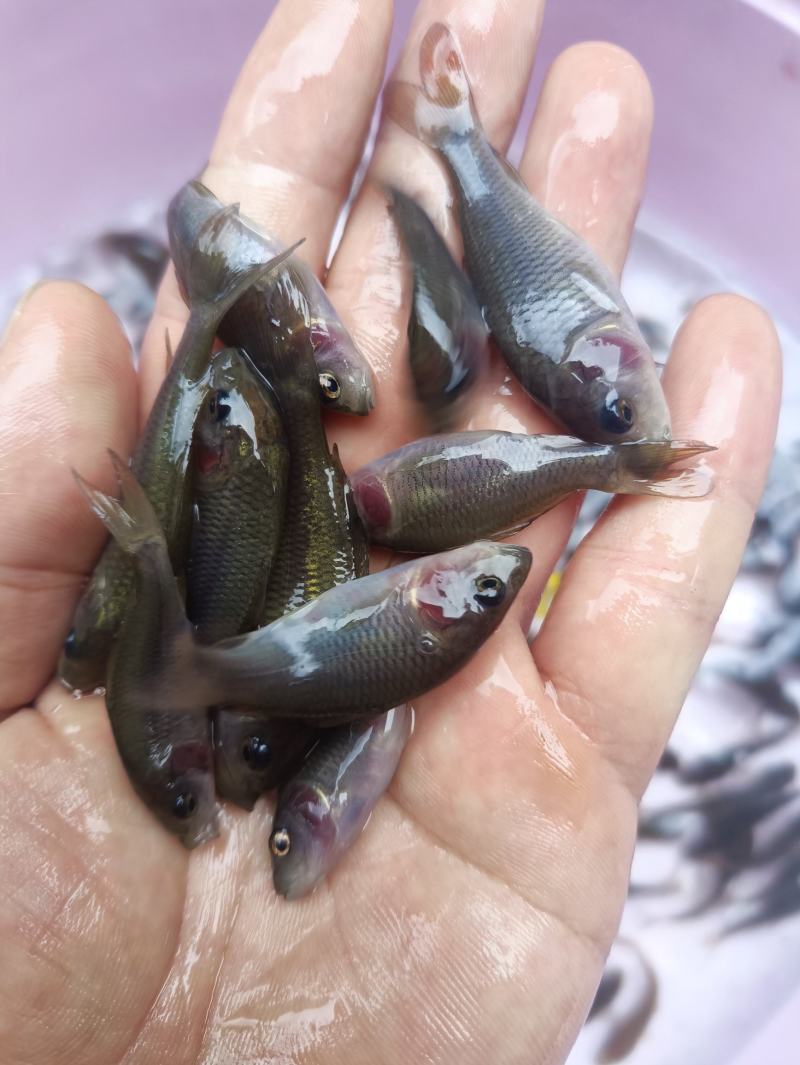 禾花鲤，禾花鲤淡水养殖食用，稻田，鱼塘，山塘，水库，养殖