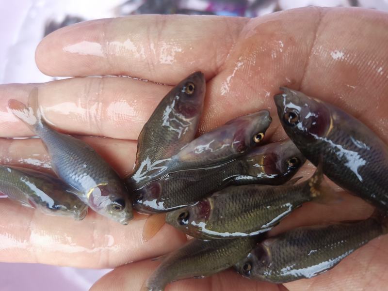 禾花鲤，禾花鲤淡水养殖食用，稻田，鱼塘，山塘，水库，养殖