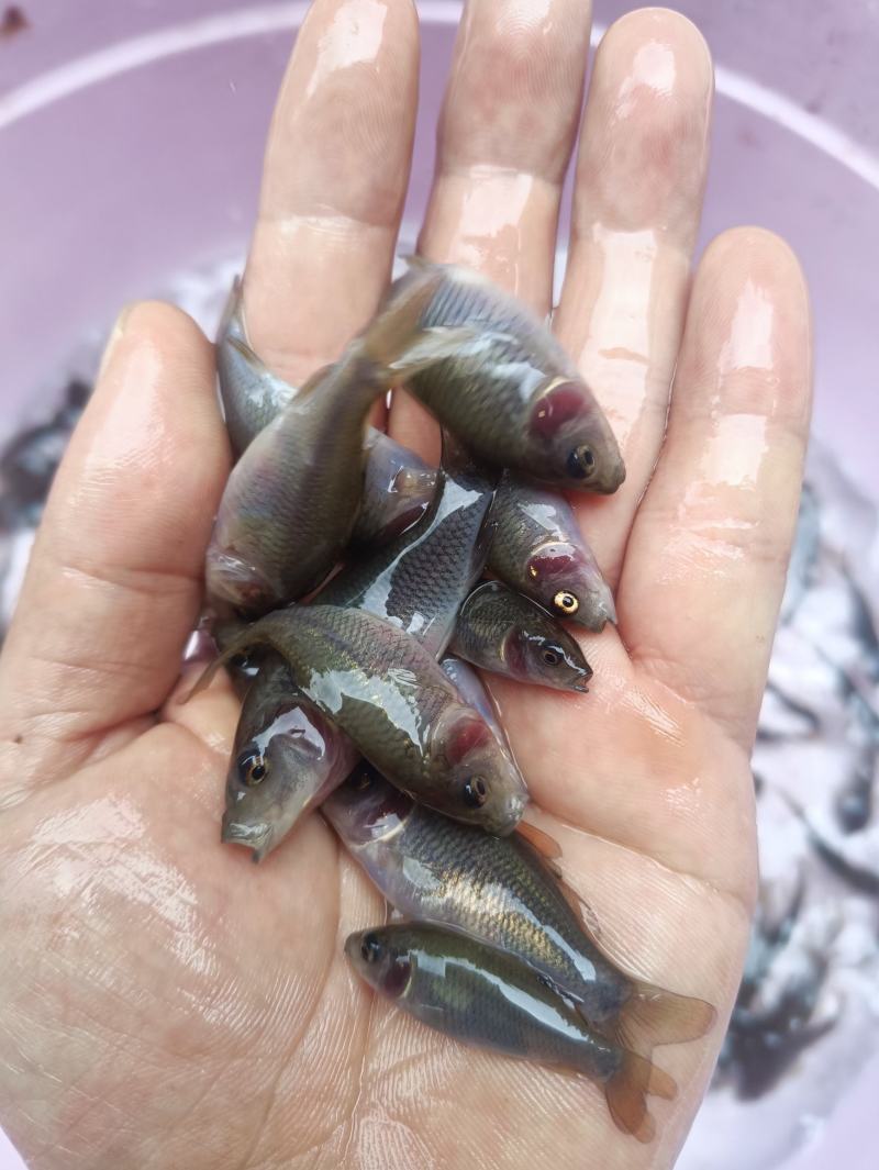 禾花鲤，禾花鲤淡水养殖食用，稻田，鱼塘，山塘，水库，养殖