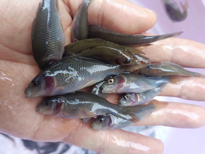 禾花鲤，禾花鲤淡水养殖食用，稻田，鱼塘，山塘，水库，养殖