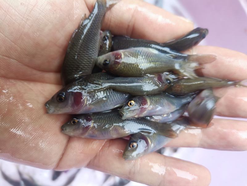 禾花鲤，禾花鲤淡水养殖食用，稻田，鱼塘，山塘，水库，养殖