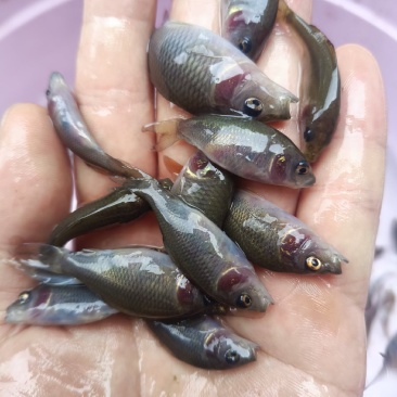 禾花鲤，禾花鲤淡水养殖食用，稻田，鱼塘，山塘，水库，养殖