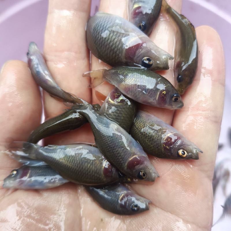 禾花鲤，禾花鲤淡水养殖食用，稻田，鱼塘，山塘，水库，养殖