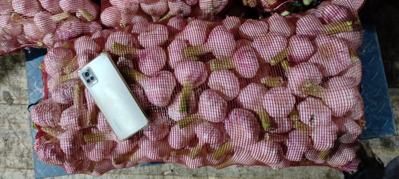 扒皮蒜大量上市欢迎糖蒜厂的和市场老板电话咨询
