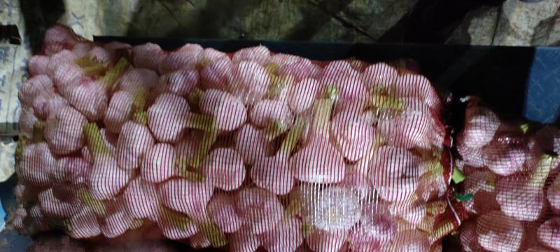 扒皮蒜大量上市欢迎糖蒜厂的和市场老板电话咨询