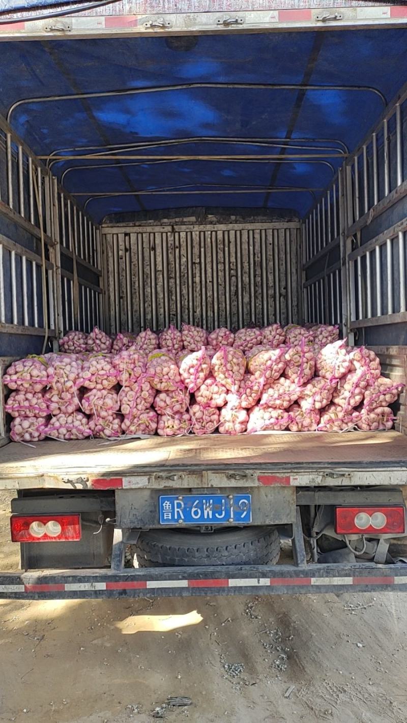 扒皮蒜大量上市欢迎糖蒜厂的和市场老板电话咨询