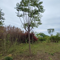 栾树10公分粗栾树12公分粗度苗圃现挖成活率高