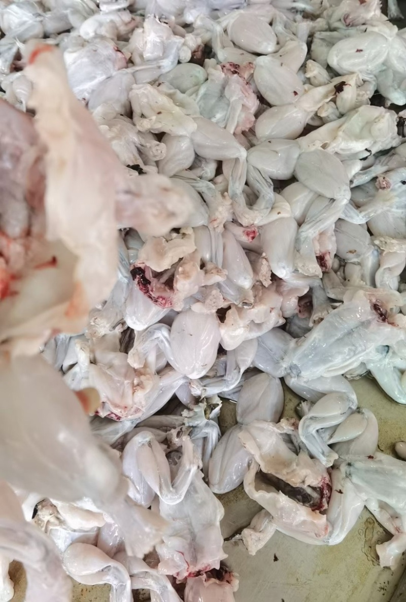 新鲜牛蛙现杀厂家直销冰鲜打包【100克起规格】量大价优
