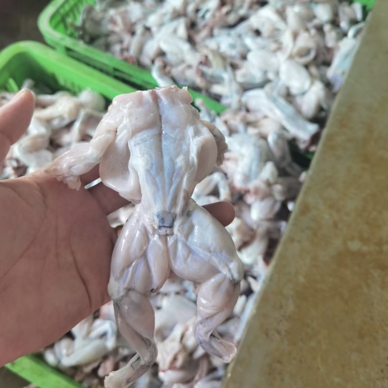 新鲜牛蛙现杀厂家直销冰鲜打包【100克起规格】量大价优