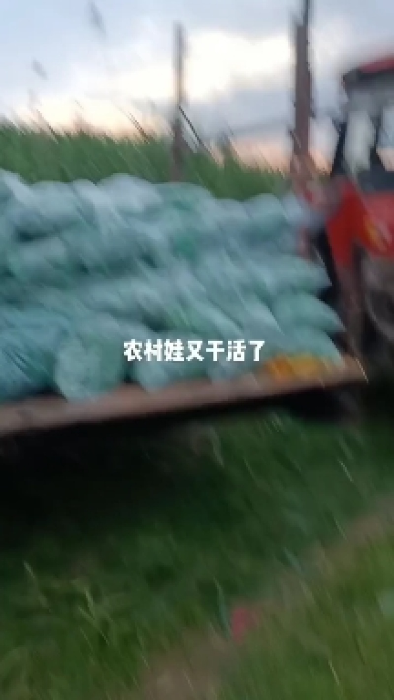 野生芦苇叶