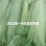 长江野生芦苇