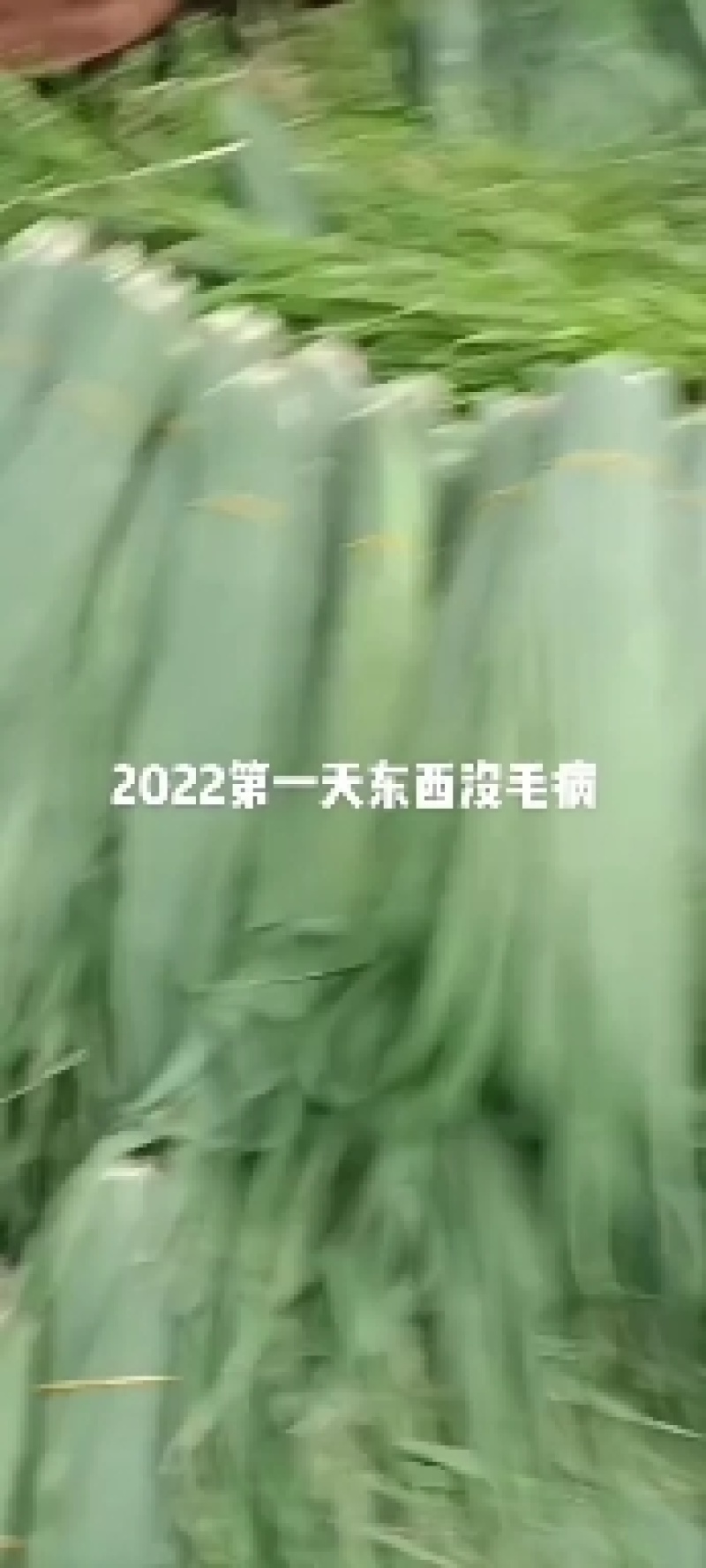 长江野生芦苇