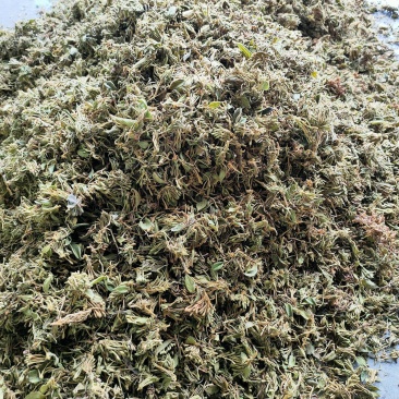 金银花统货