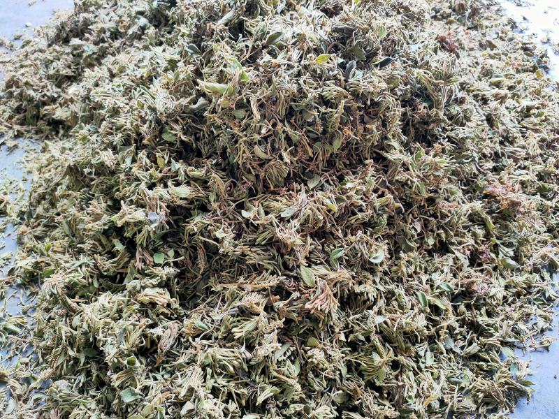 金银花统货