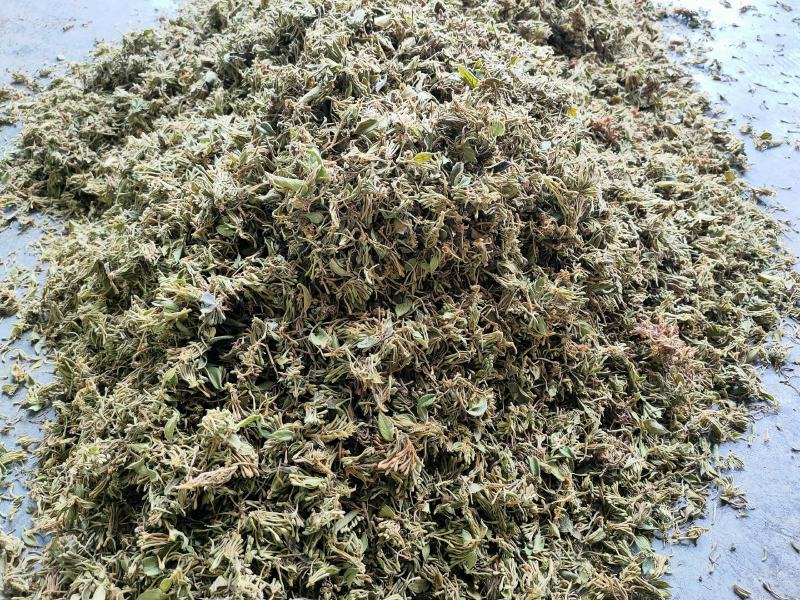 金银花统货