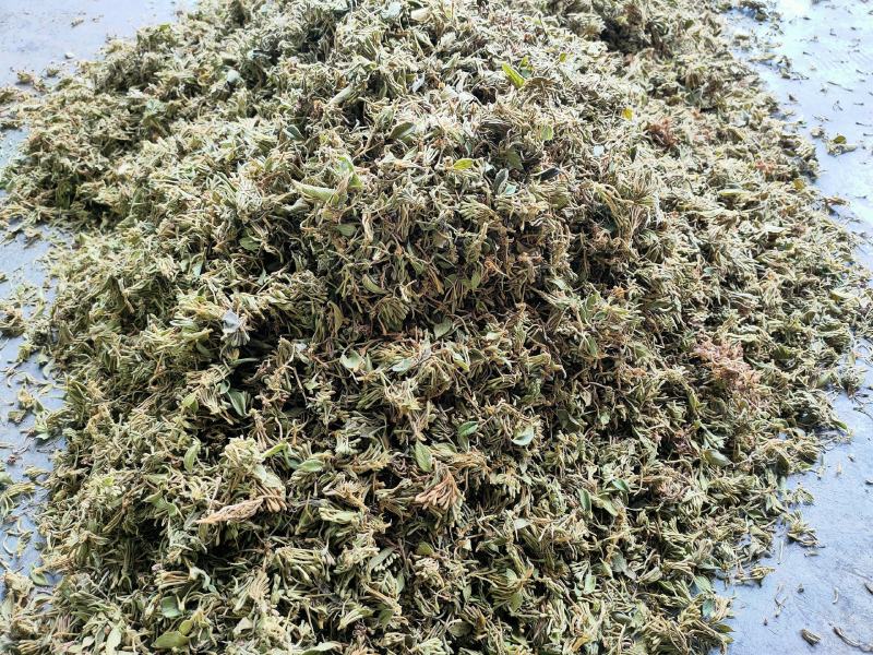 金银花统货
