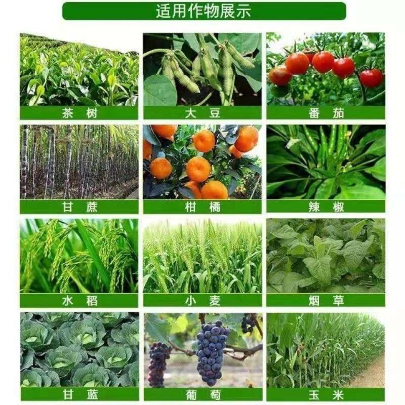 上海惠光果儿乐烯腺羟烯腺嘌植物生长调节