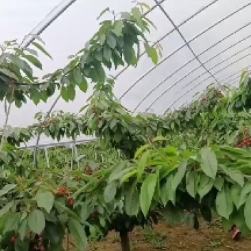 红宝石大樱桃
