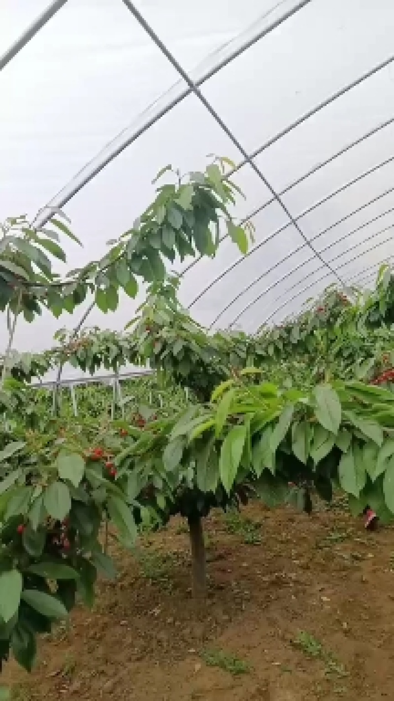 红宝石大樱桃