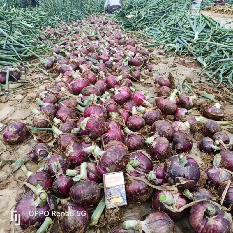 红皮洋葱河南产地直销万亩种植基地量大价优全国发货