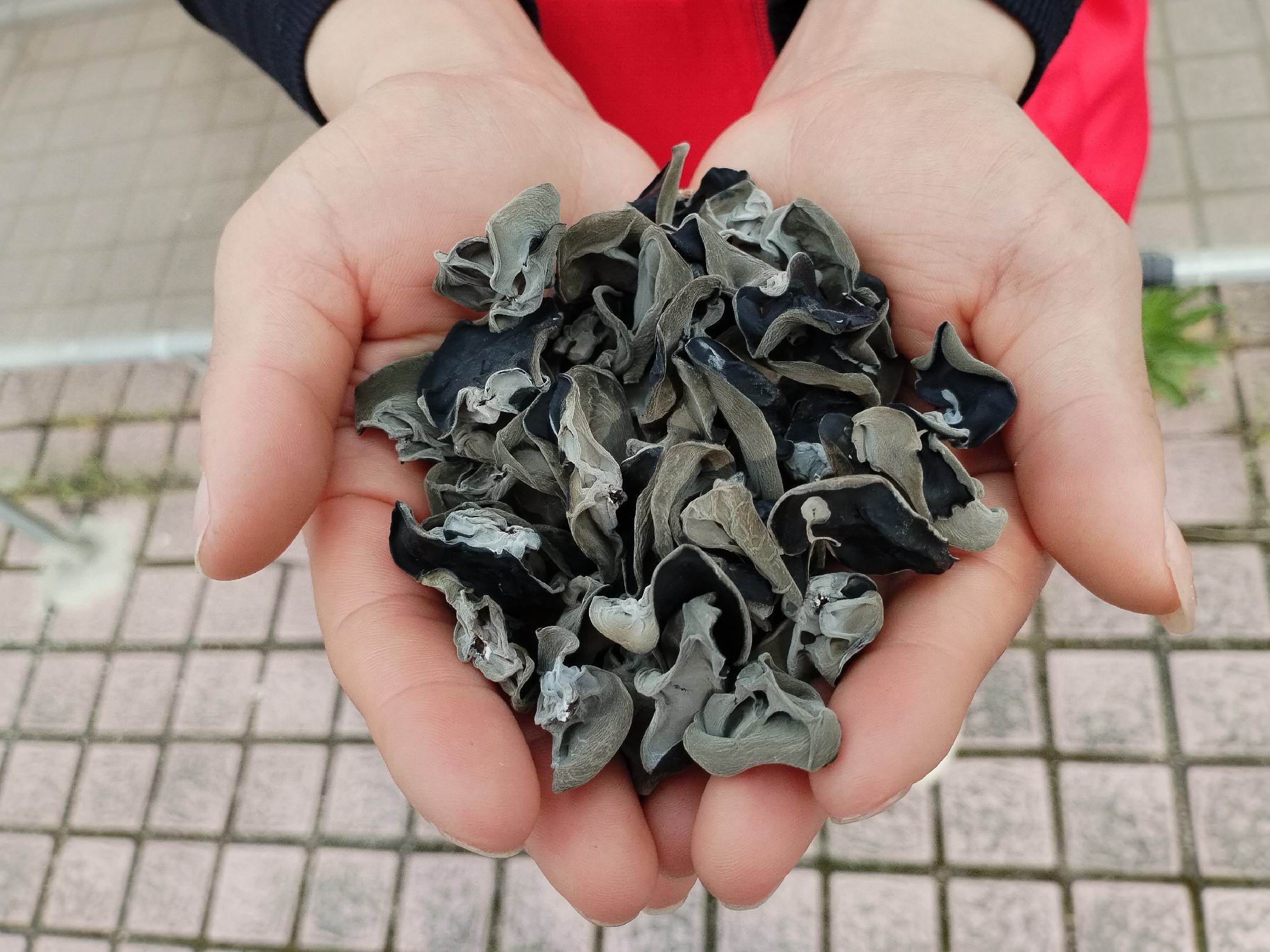 小木耳与大木耳对比图,展示其大小、质地差异 小木耳与大木耳对比图