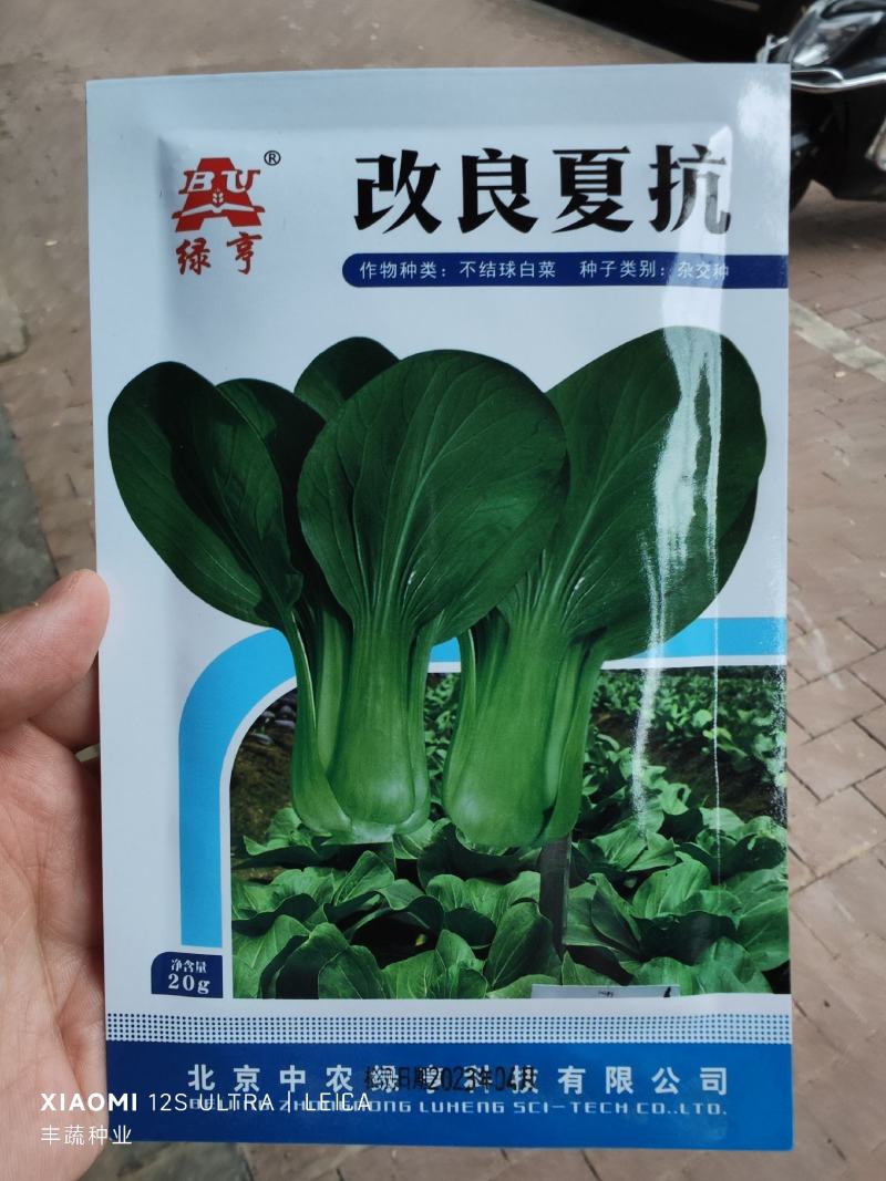 改良夏抗青菜种子，20克，耐热